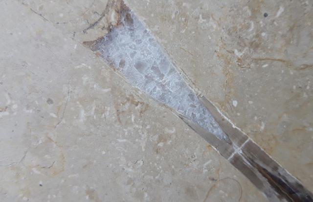 Hibolithes sp. (MONTFORT 1808) - Bild &copy; FossNet FossilienStore